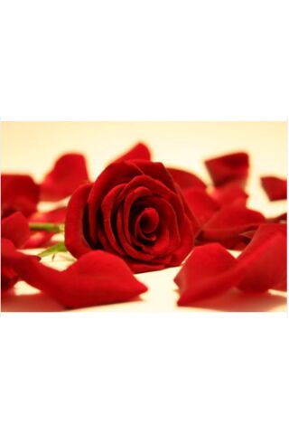 Hacı Şakir Banyo Sabunu Gül 600 gr 6 Adet