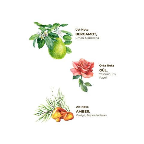 Amber Kolonyası 400 ml - Cam Şişe