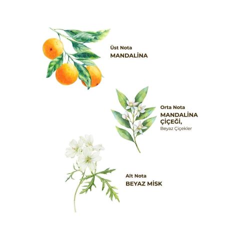 Bodrum Mandalinası Kolonyası 400 ml - Cam Şişe