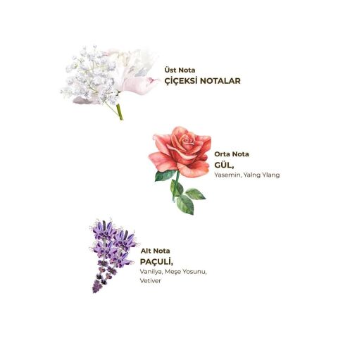 Paris Gecesi Kolonyası 400 ml - Pet Şişe