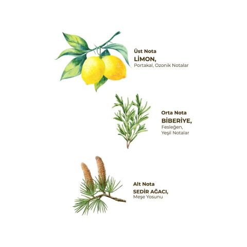 Yağmur Ormanları Kolonyası 400 ml - Cam Şişe